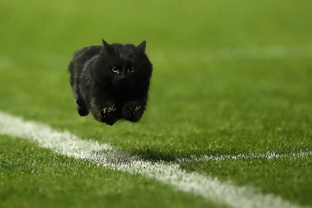 flying-cat-rugby-game-photoshop-battle-original-3