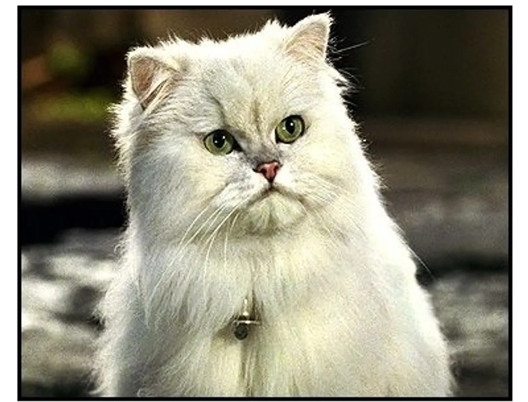 Stuart Little Cat Breed Stuart Little Cat Breed